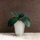 4 Hastes Com Folhas De Orquídea Artificial Verde Planta Reali