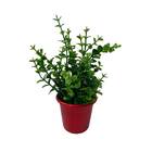 4 Mini Plantas De Eucalipto Artificial 33x18cm Para Decoração