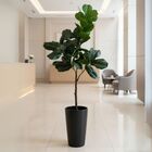 4 Plantas Ficus Artificial Grande (135cm)  Árvore Com Folhage