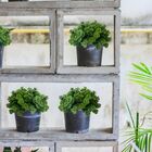 5 Buquês De Mini Eucalipto Artificial (30 Hastes, 6 Por Buquê