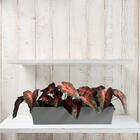 5 Buquês De Singônio Artificial Com Folhagem Verde Intensa E