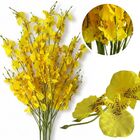 5 Chuvas De Ouro Amarela Artificial Ideal Para Criar Arranjos