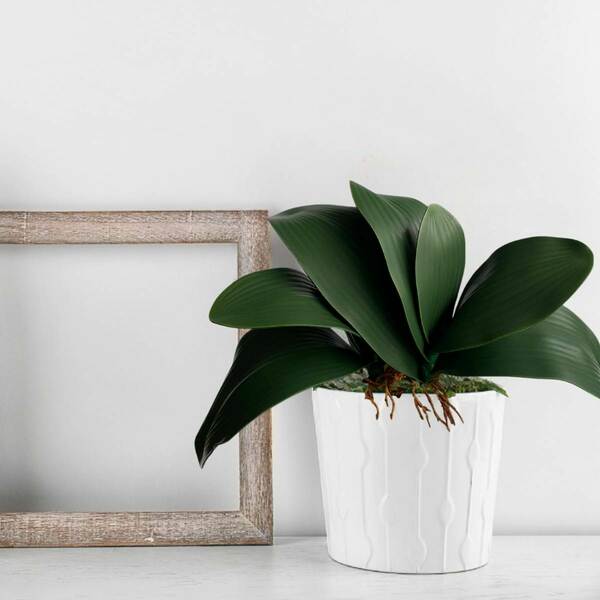 5 Folhas Artificiais De Orquídea Verde Com 5 Folhas E Raízes