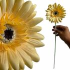 5 Galhos De Gérbera Amarela Artificial Com (55cm) Flores Deco