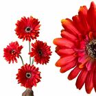 5 Galhos De Gérbera Laranja Artificial Com (55cm) Flores Deco