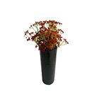 5 Galhos De Mosquitinho Vermelho Artificial Para Decoração So