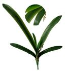 5 Galhos Verdes Artificiais Com Folhagens De Orquídea Permane