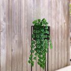 5 Pendentes De Folhagem Begônia Permanentes Plantas Para Ambi