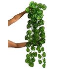 5 Pendentes De Folhagem Begônia Permanentes Plantas Para Ambi