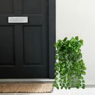 5 Pendentes De Folhagem Begônia Permanentes Plantas Para Ambi