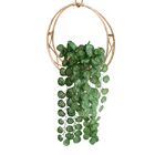 5 Pendentes De Folhagem Begônia Permanentes Plantas Para Ambi