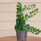 5 Pendentes De Folhagem Jiboia Permanentes Plantas Para Ambie