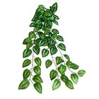 5 Pendentes De Folhagem Jiboia Permanentes Plantas Para Ambie