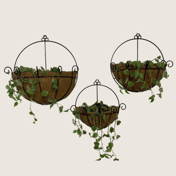 5 Vasos De Parede De Fibra De Coco 25cm De Plantas Meio Vaso