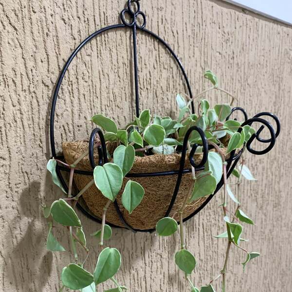 5 Vasos De Parede De Fibra De Coco 35cm De Plantas Meio Vaso