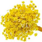 600 Sempre Viva Florzinha Amarelo I Flores Desidratadas