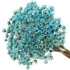 600 Sempre Viva Florzinha Azul I Flores Desidratadas