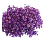 600 Sempre Viva Florzinha Lilás I Flores Desidratadas