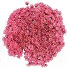 600 Sempre Viva Florzinha Rosa Forte I Flores Desidratadas