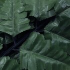 60 Galhos Samambaia Escura Folha Artificial Talo Verde 42cm