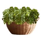 6 Buques De Folhas Verdes Silicone Costela De Adão Artificial