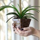 6 Galhos Folhagem De Orquídea Artificial Verde (50cm) Decoraç