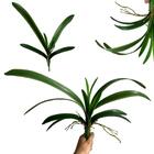 6 Galhos Folhagem De Orquídea Artificial Verde (50cm) Decoraç