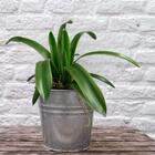 6 Galhos Folhagem De Orquídea Artificial Verde (50cm) Decoraç