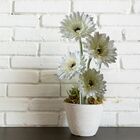 6 Gérberas Brancas Artificiais Com Haste Flexível E Toque Rea