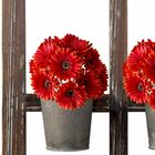 6 Gerberas Laranja Artificiais Com Haste Flexível E Toque Rea