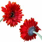 6 Gerberas Laranja Artificiais Com Haste Flexível E Toque Rea