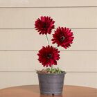 6 Gérberas Vermelhas Artificiais Com Haste Flexível E Toque R