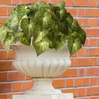 6 Planta Singônio Artificial (30cm) Ideal Para Composição De