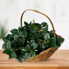 7 Buquês De Peperômias Artificiais Realistas Para Sala, Escri