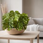 7 Costela De Adão Artificial Linha Luxo Buque Grande Verde 65