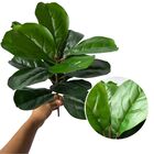 7 Folhagens Artificiais Fícus 45cm Folhas Verdes Silicone Par