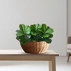 7 Folhagens Artificiais Fícus 45cm Folhas Verdes Silicone Par