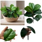 7 Folhagens Artificiais Fícus 45cm Folhas Verdes Silicone Par