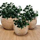 7 Hastes De Peperômia Artificial Para Compor Arranjos Naturai