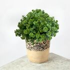 7 Maços De Eucalipto Artificial (6 Hastes Em Cada Maço) - Par