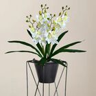 7 Orquídeas Artificiais Dançante 60cm - Perfeito Para Decoraç