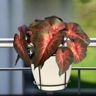 7 Plantas Artificiais Cabeça-de-flecha (singônio) – Ideal Par