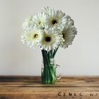 7 Unidades De Gérbera Artificial Branca Com Galho Flexível Fl