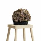 8 Buquês De Mini Hortênsias 26 Cm Artificiais Flor Lilás Para