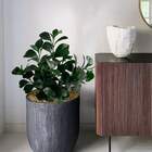 8 Folhas Verdes De Peperômia Artificial Em Haste Ideal Para V