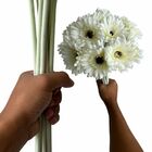 8 Gérberas Brancas Artificiais De Haste Longa (55cm) Flores D