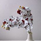 8 Orquídeas Artificiais Branca Com Detalhes Vinho (80cm) Para