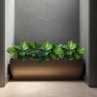 8 Plantas Permanentes Fícus Lyrata Broto Mini Árvore 45cm Com