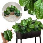 8 Plantas Permanentes Fícus Lyrata Broto Mini Árvore 45cm Com
