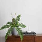 8 Samambaias Artificiais Flexíveis E Durável Para Ambientes I